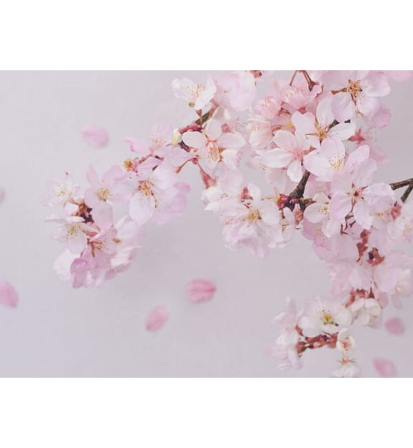 JILL STUART ジルスチュアート ヘアミルク ホワイトフローラル 100ml