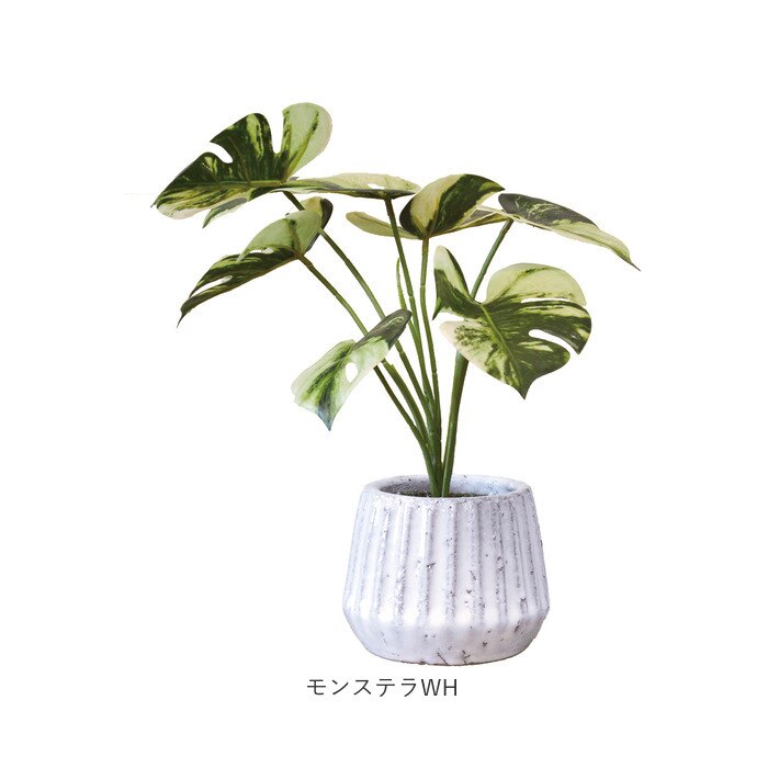 光触媒 フェイクグリーン 通販 人工観葉植物 イミテーショングリーン インテリアグリーン 消臭|BACKYARD  FAMILY(バックヤードファミリー)の通販｜アイルミネ